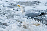 Click to see Y-JG-SONY-A7-IV-0809-MOD.JPG