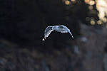 Click to see Y-JG-SONY-A7-IV-1040-MOD.JPG