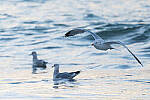 Click to see Y-JG-SONY-A7-IV-1090-MOD.JPG