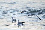 Click to see Y-JG-SONY-A7-IV-1090.JPG