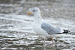 Click to see Y-JG-SONY-A7-IV-1174.JPG