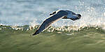 Click to see Y-JG-SONY-A7-IV-1268-MOD.JPG