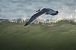 Click to see Y-JG-SONY-A7-IV-1268.JPG