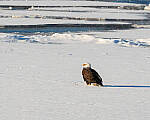 Click to see Y-JG-SONY-A7-IV-1393-MOD.JPG