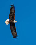 Click to see Y-JG-SONY-A7-IV-1401-MOD.JPG