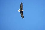 Click to see Y-JG-SONY-A7-IV-1401.JPG