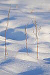 Click to see Y-JG-SONY-A7-IV-1421.JPG