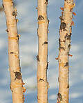 Click to see Y-JG-SONY-A7-IV-1427-MOD.JPG