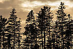 Click to see Y-JG-SONY-A7-IV-1497-MOD.JPG