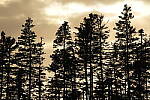 Click to see Y-JG-SONY-A7-IV-1497.JPG