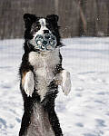 Click to see Y-JG-SONY-A7-IV-1833-MOD.JPG