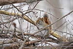Click to see Y-JG-SONY-A7-IV-1839.JPG