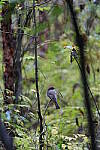 Click to see Y-WB-A7IV_PROTO-DSC00606.JPG