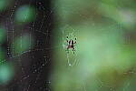 Click to see Y-WB-A7IV_PROTO-DSC00614.JPG