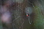 Click to see Y-WB-A7IV_PROTO-DSC00626.JPG