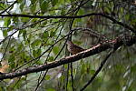 Click to see Y-WB-A7IV_PROTO-DSC00640.JPG
