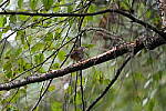 Click to see Y-WB-A7IV_PROTO-DSC00642.JPG