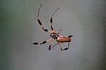 Click to see Y-WB-A7IV_PROTO-DSC00651.JPG