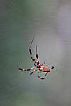 Click to see Y-WB-A7IV_PROTO-DSC00654.JPG