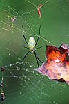 Click to see Y-WB-A7IV_PROTO-DSC00663.JPG