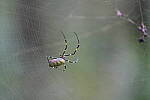 Click to see Y-WB-A7IV_PROTO-DSC00670.JPG