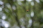 Click to see Y-WB-A7IV_PROTO-DSC00678.JPG
