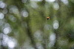 Click to see Y-WB-A7IV_PROTO-DSC00681.JPG
