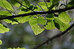 Click to see Y-WB-A7IV_PROTO-DSC00687.JPG