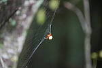 Click to see Y-WB-A7IV_PROTO-DSC00707.JPG