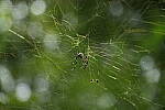 Click to see Y-WB-A7IV_PROTO-DSC00721.JPG