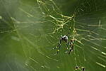 Click to see Y-WB-A7IV_PROTO-DSC00726.JPG