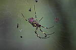 Click to see Y-WB-A7IV_PROTO-DSC00748.JPG