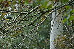 Click to see Y-WB-A7IV_PROTO-DSC00761.JPG