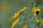 Click to see Y-WB-A7IV_PROTO-DSC00769.JPG