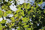 Click to see Y-WB-A7IV_PROTO-DSC00788.JPG