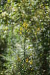 Click to see Y-WB-A7IV_PROTO-DSC00819.JPG