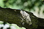 Click to see Y-WB-A7IV_PROTO-DSC00870.JPG