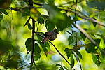 Click to see Y-WB-A7IV_PROTO-DSC00898.JPG