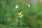 Click to see Y-WB-A7IV_PROTO-DSC00951.JPG