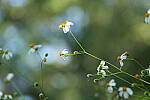 Click to see Y-WB-A7IV_PROTO-DSC00954.JPG
