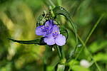 Click to see Y-WB-A7IV_PROTO-DSC00958.JPG