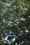 Click to see Y-WB-A7IV_PROTO-DSC00967.JPG