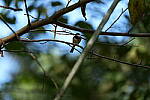 Click to see Y-WB-A7IV_PROTO-DSC00987.JPG