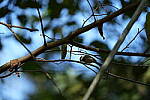 Click to see Y-WB-A7IV_PROTO-DSC00994.JPG