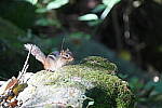Click to see Y-WB-A7IV_PROTO-DSC01005.JPG