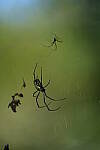 Click to see Y-WB-A7IV_PROTO-DSC01015.JPG
