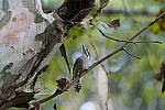 Click to see Y-WB-A7IV_PROTO-DSC01034.JPG