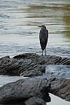 Click to see Y-WB-A7IV_PROTO-DSC01200.JPG