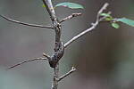 Click to see Y-WB-A7IV_PROTO-DSC01335.JPG