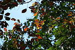 Click to see Y-WB-A7IV_PROTO-DSC01347.JPG